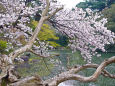 新宿御苑・ 水辺の桜