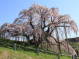 満開の滝桜(2)