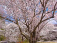 小諸城址懐古園・満開の桜