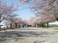 今井の桜満開