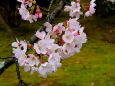 仁和寺・鐘楼前の桜