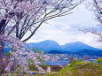 懐古園の桜と浅間山