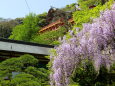 春いっぱいの祐徳稲荷神社