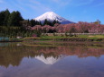 田んぼに映る富士山