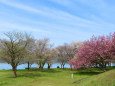 八重桜と湖山池2/青島