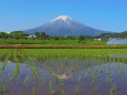 初夏の富士山