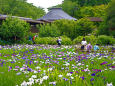 松戸・本土寺の菖蒲園