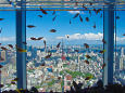 東京の空を泳ぐ魚たち