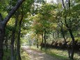 秋の緑道