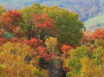 秋の彩り～ニセコの紅葉