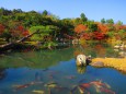 嵯峨野天龍寺鯉遊ぶ曹源池の秋