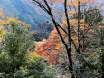 御岳渓谷山側の秋の彩り