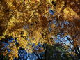色づく木の葉