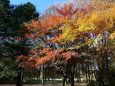 小金井公園の紅葉