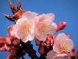 熱海桜開花