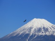 旋回する鳥と富士山