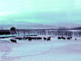 冬の牧場～追憶の風景～