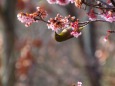 桜とメジロの食事