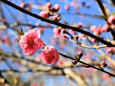 春の訪れ桃の花