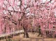 古民家の庭に咲く枝垂れ梅
