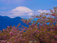 松田山からの河津桜と富士山