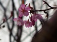 蜂須賀寒桜