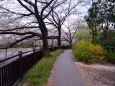 春の石神井川遊歩道