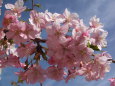 河津桜、やよいの空に