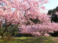 丘に咲く河津桜