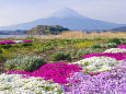 春の富士山 河口湖大石公園から