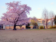 公園の桜・2