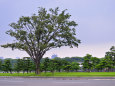皇居前広場の欅の樹