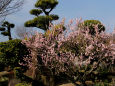 日本庭園の梅#2