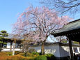 松月院の枝垂れ桜