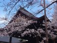 気象庁桜標本木