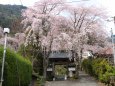 山門を桜が咲き乱れる