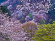 世界遺産 吉野山の春