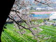 うきは、桜と桃が咲く頃