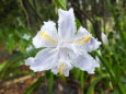 小雨に濡れるシャガの花