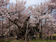 今年も満開「山高神代桜」