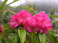 小雨に濡れる花