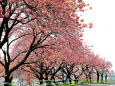 八重桜の並木3