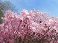 春の六甲山の花・アカヤシオ