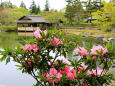 日本庭園のシャクナゲ
