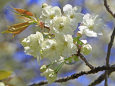 花見山のウコン桜