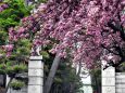 山門の八重桜