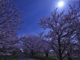 桜の咲く夜