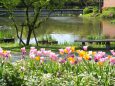チューリップが咲いている公園
