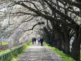 白石川の桜並木