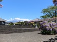 富士山と藤の花のある寺院
